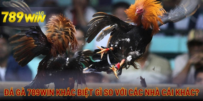 Đá gà tại 789WIN là sự lựa chọn hàng đầu của nhiều người chơi